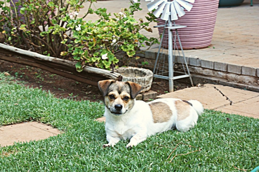 3 Bedroom Property for Sale in Universitas Ridge Free State